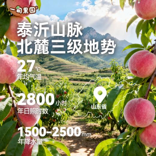 品牌直发 一甸园 一甸果园100%桃汁 200mLx10盒/箱 1箱装/2箱装 商品图3