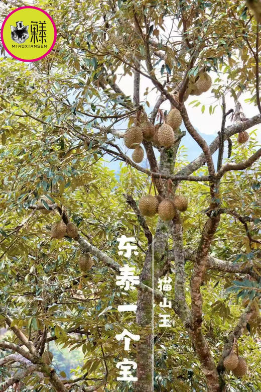 【劲爆活动】马来西亚🇲🇾猫山王【BB果】出肉4房，单果3-3.5斤 商品图4