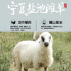 宁夏盐池滩羊肉，风味鲜美、口感爽滑，“羊肉圣品” 商品缩略图0