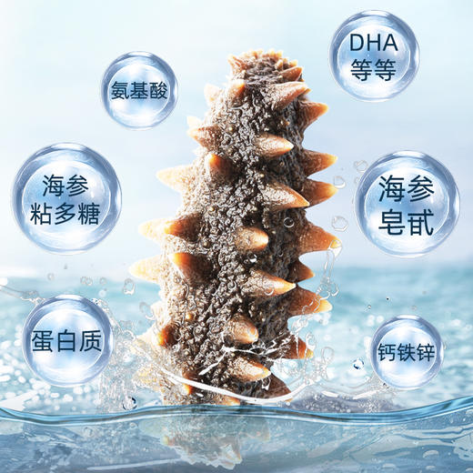 [晓芹]干海参(40-50头 100克装) 商品图4