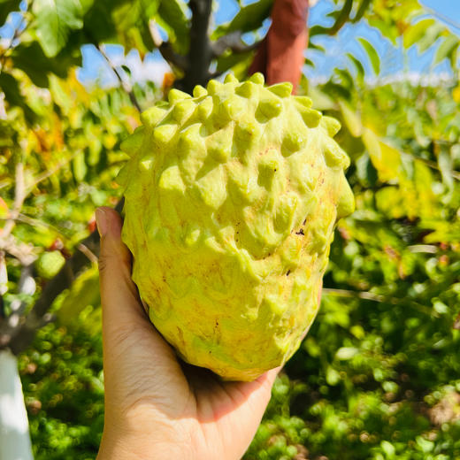 攀枝花凤梨释迦 商品图0