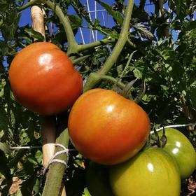 【预售】攀枝花番茄西红柿  笨小兔农场生态露天种植菜番茄草莓番茄三色小番茄当季现摘现发蔬菜水果【顺丰快递】