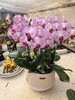 仁和冬捕 稼禾秀蝴蝶兰 商品缩略图1