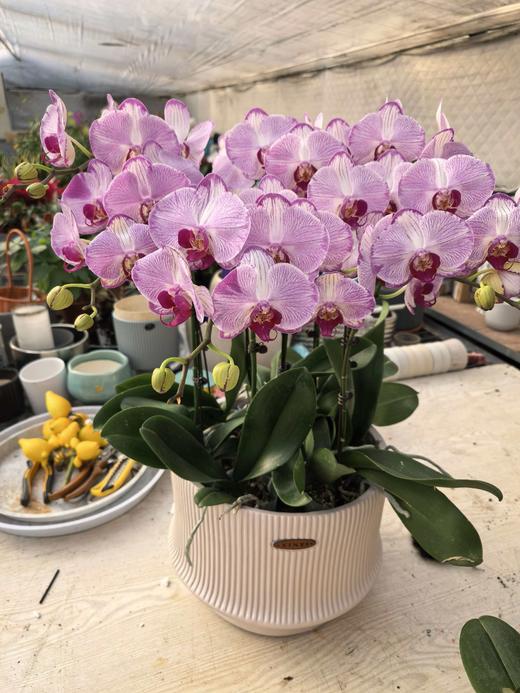 仁和冬捕 稼禾秀蝴蝶兰 商品图1