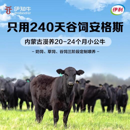 伊利伊知牛 安格斯烤肠(鲜麻藤椒味) 250g - 口口爆汁 0添加 商品图4