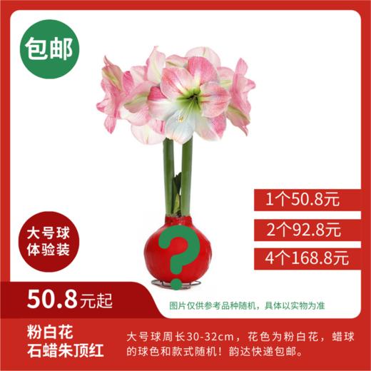 【预售超值体验】粉白花 石蜡朱顶红大号球（蜡面款式随机） 次日韵达快递包邮发货 商品图0