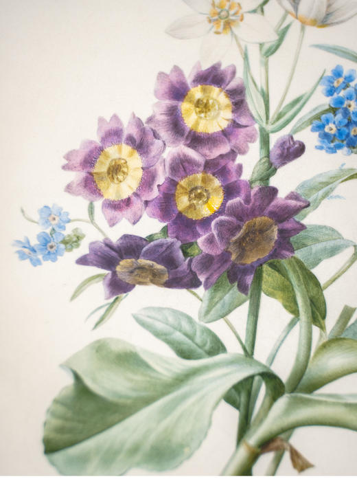 独角鹿西洋古董1813年代法国画师比利时植物学家Pierre-Joseph Redouté签名创作花卉主题水彩画 商品图4