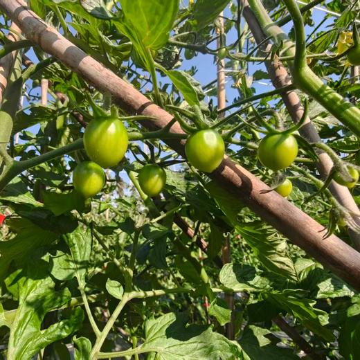 【预售】攀枝花番茄西红柿  笨小兔农场生态露天种植菜番茄草莓番茄三色小番茄当季现摘现发蔬菜水果【顺丰快递】 商品图2