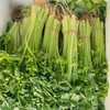 【限自提】香芹香脆嫩新鲜1斤 商品缩略图0