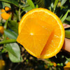 【正宗麻阳冰糖橙之乡橙子】源头直发 自然成熟 不打药 不打蜡 爆甜多汁 Q弹软滑 商品缩略图4