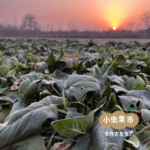 沃野青青露天有机菠菜 3斤 | 合作农友种植，来自陕西咸阳，生产者：郑力行 *【公平贸易农人定价】 商品图7