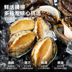 舟选 活冻鲍鱼 低温急冻锁鲜 接近鲜活口感 鲜活捕捞 个大肉厚 200g/袋