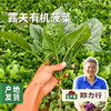 沃野青青露天有机菠菜 3斤 | 合作农友种植，来自陕西咸阳，生产者：郑力行 *【公平贸易农人定价】 商品缩略图0