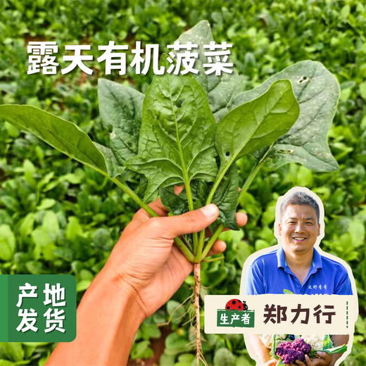沃野青青露天有机菠菜 3斤 | 合作农友种植，来自陕西咸阳，生产者：郑力行 *【公平贸易农人定价】 商品图0