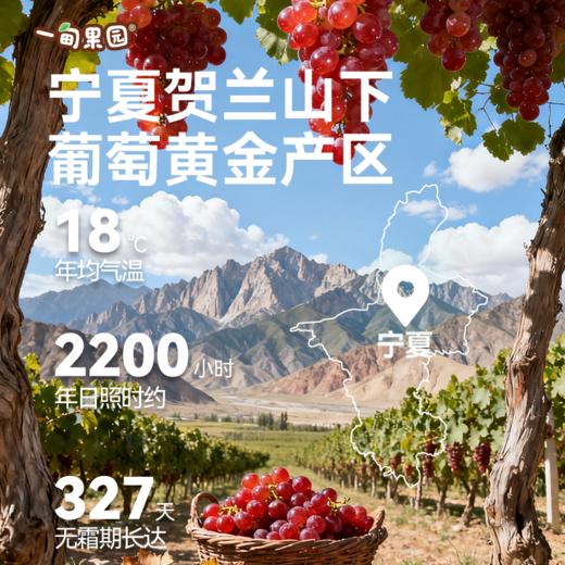 品牌直发 一甸园 一甸果园100%葡萄汁 200mLx10盒/箱 1箱装/2箱装 商品图3