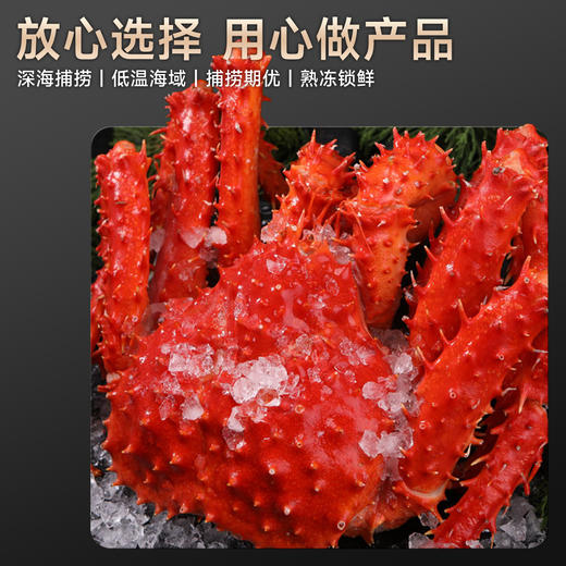 海朴熟冻整只帝王蟹多规格可选节日送礼家庭聚餐 商品图5