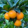 江西赣南脐橙 多规格可选 果园直供 爆汁酸甜 手剥橙子 商品缩略图3