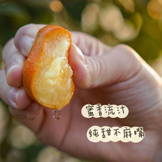 【融安金桔】第三代脆蜜金柑个大肉厚，入口化渣，纯甜不麻嘴，从皮甜到心。不涩口，果皮香甜滑脆、 肉质细腻脆甜!! 商品图1