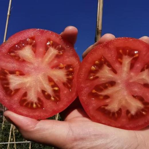 【预售】攀枝花番茄西红柿  笨小兔农场生态露天种植菜番茄草莓番茄三色小番茄当季现摘现发蔬菜水果【顺丰快递】 商品图6