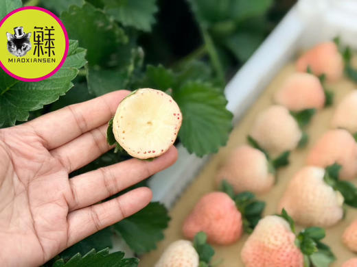 白雪公主白草莓🍓一盒11-15枚（快递2盒起） 商品图2