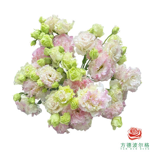 洋桔梗-粉兔 600g 商品图1