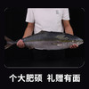 星龙港海捕冷冻鲅鱼礼盒-YGF 商品缩略图5