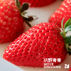 沃野青青有机香草莓  有机种植自然成熟应季水果现摘现发【顺丰空运】 商品缩略图2