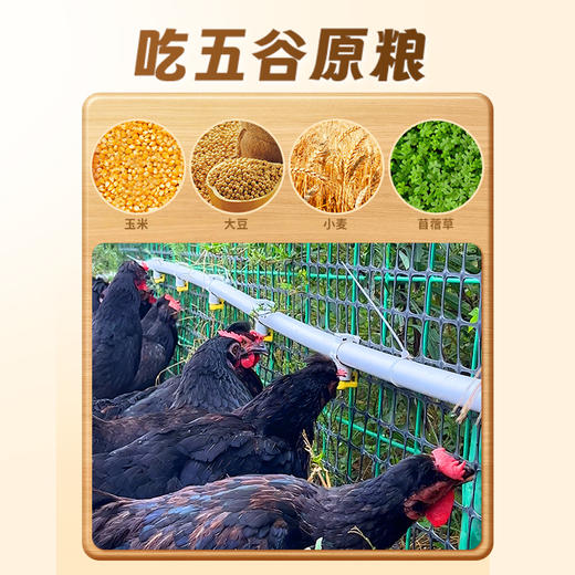 【好念头品牌】始祖黑鸡硬骨老母鸡500天的成长期1.2kg 商品图4