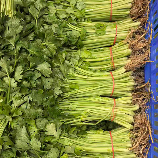 【限自提】香芹香脆嫩新鲜1斤 商品图1