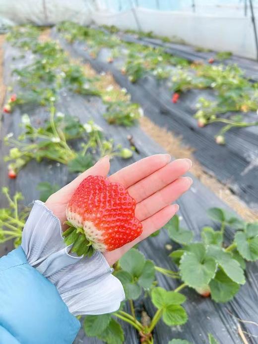 仁和冬捕 权有草莓/鸡蛋 商品图0