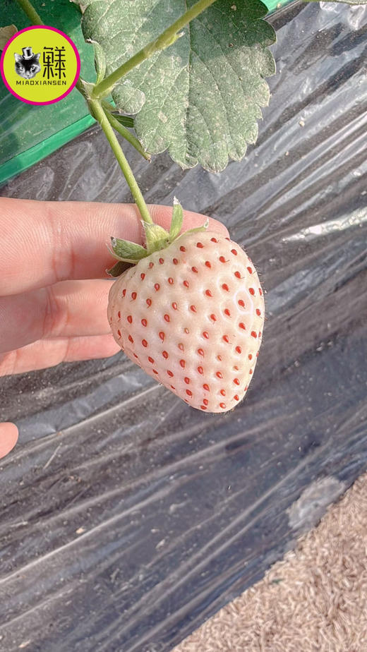 白雪公主白草莓🍓一盒11-15枚（快递2盒起） 商品图5