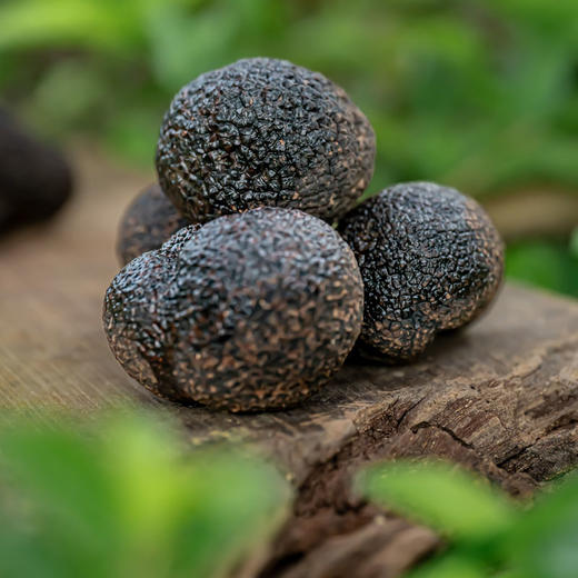 藏密3600.新鲜黑松露 （产地：云南高黎贡山） 商品图6