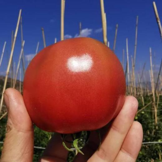 【预售】攀枝花番茄西红柿  笨小兔农场生态露天种植菜番茄草莓番茄三色小番茄当季现摘现发蔬菜水果【顺丰快递】 商品图3