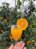 【293项农残O检出】【爱媛果冻橙】 细腻无渣 可以“吸”着吃的果冻橙 商品缩略图6