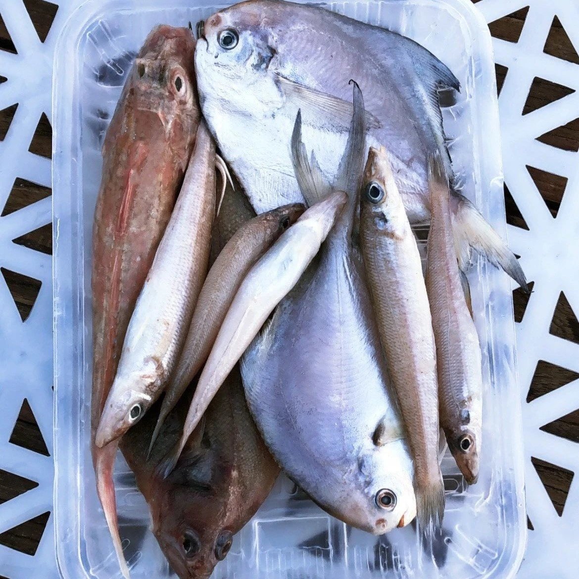 【京东包邮】鲜捕渤海海杂鱼 当季野生鲜捕 眼睛透亮 新鲜度很好 7种海鱼随机混搭4-5种 每盒搭配都不一样 基地直邮