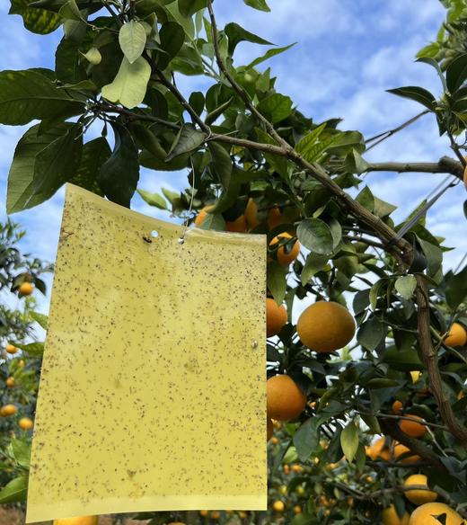 【293项农残O检出】【爱媛果冻橙】 细腻无渣 可以“吸”着吃的果冻橙 商品图5