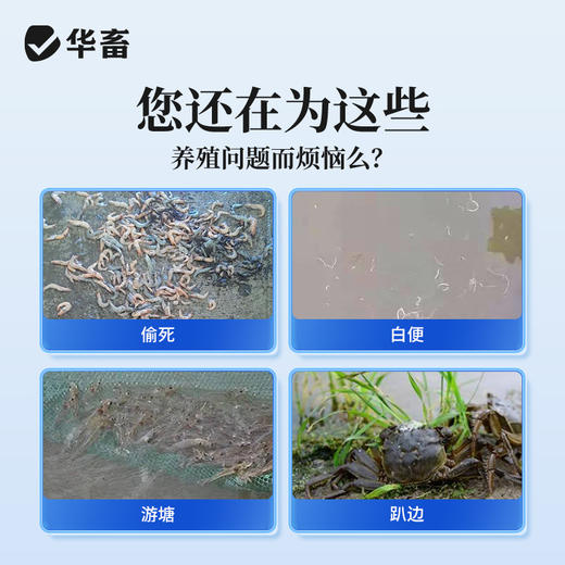 华畜 偷死停 调节肠胃 免疫力强 养殖常备 商品图1