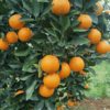 【正宗永兴冰糖橙橙子】源头直采 自然成熟 不打药 不打蜡 肉质细嫩 甜蜜爽口 商品缩略图3