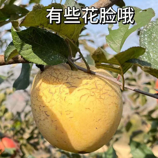 【厂商直发】有机花脸奶油富士苹果0农残果肉清甜多汁新鲜包邮 商品图2