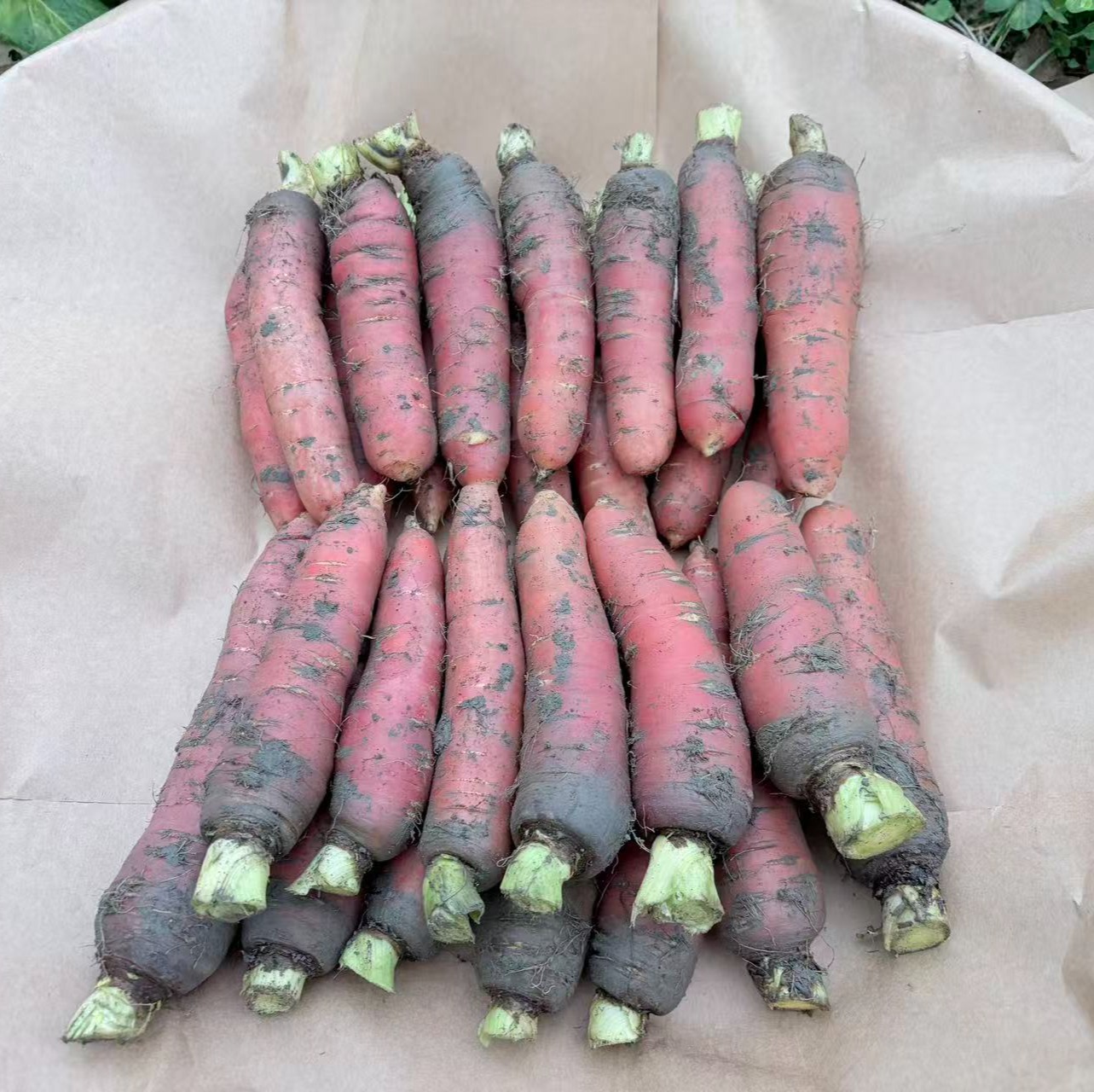 生态老品种胡萝卜（农场直发-顺丰包邮）｜3斤/5斤箱，来自成都郫都区基地【原乡农场，自产自销】