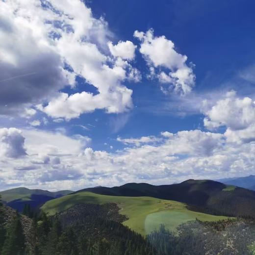 高海拔珍品！【2025年理塘野生干党参】4300米高海拔 5-7年/7-10年根可选 10斤鲜制1斤干货，冬季煲汤炖肉专用 补气生津 全家暖冬养生食材 商品图7