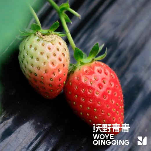 沃野青青有机香草莓  有机种植自然成熟应季水果现摘现发【顺丰空运】 商品图6
