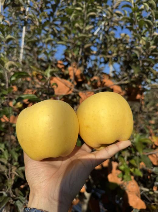 维纳斯 黄金苹果 纯甜无酸 清脆香甜 多汁 商品图0