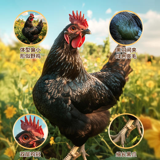 【好念头品牌】始祖黑鸡硬骨老母鸡500天的成长期1.2kg 商品图3