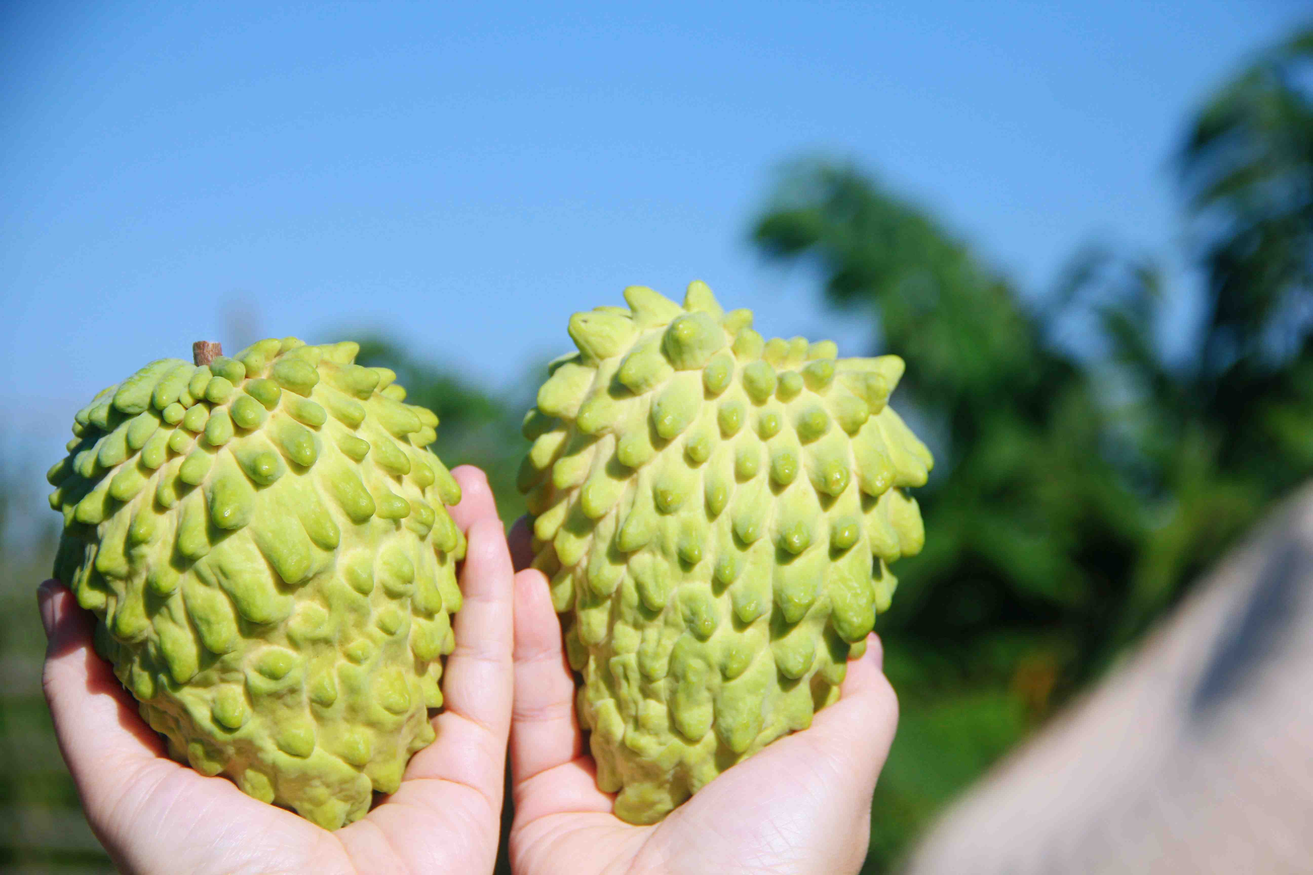  🌸 海南甜蜜释迦🌸