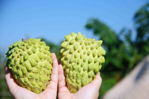  🌸 海南甜蜜释迦🌸 商品图0