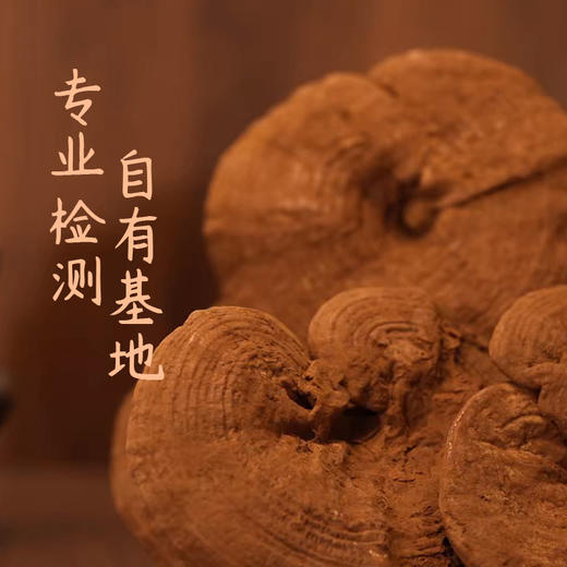 【兴合吉供】高山寒地有机赤灵芝【250g/根】 商品图3