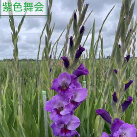 A剑兰.紫色舞会