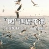 【亲子营】光福寻幽，邂逅湿地飞羽，定格灯塔日落 商品缩略图0