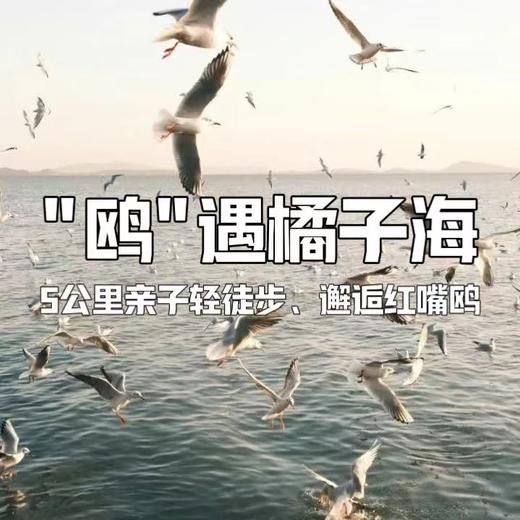 【亲子营】光福寻幽，邂逅湿地飞羽，定格灯塔日落 商品图0